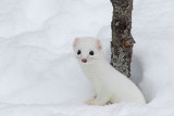 Hermine --- 0V3A9151 --- Stoat