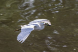 Aigrette neigeuse --- 0V3A5189 --- Snowy Egret