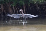 Aigrette rousstre --- 0V3A0314 --- Reddish Egret