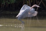 Aigrette roussâtre --- 0V3A0262 --- Reddish Egret