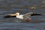 Pélican d'Amérique --- 0V3A3520 --- American Pelican