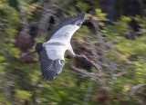 Tantale dAmrique - 0V3A5290 - Wood Stork