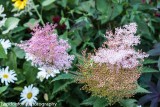 Smoke Bush