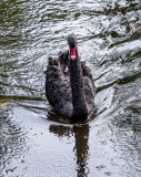 Black Swan (cue Jaws music)