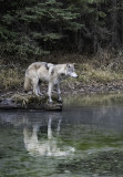 CK, the Tundra Wolf