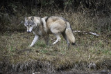 CK, the Tundra Wolf