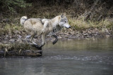 CK, the Tundra Wolf Launches