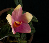 Dendrobium glomratum x Dendrobium cuthbertsonii H00799 x red