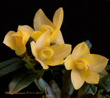 Dendrobium Illusion lawesii Red and Yellow X cuthbersonii  Red and Yellow