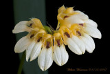 Cirrhopetalum auratum