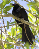 Pacific Koel (Eudynamys orientalis cyanocephalus)