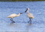 Royal Spoonbill (Platelea regia)