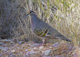 Common Bronzewing (Phaps chalcoptera)