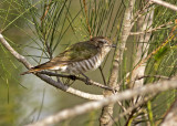 Horsfields Bronze Cuckoo (Chrysococcyx basalis)