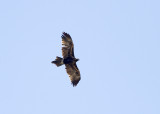 Wedge-tailed Eagle (Aquila audax)