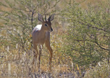 Steenbok (Raphicerus campestris)