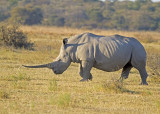 Rhinoceros (Rhinocerotidae)