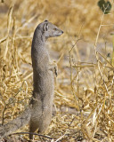 Yellow Mongoose (Cynictis pencillata)