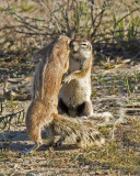 Southern African Ground Squirrel (Xerus inauris)
