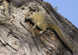 Tree Squirrel (Paraxerus cepapi)