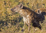 Hyenas (Hyaenidae)