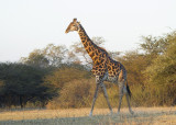 Giraffe (Giraffidae)