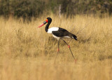 Saddle-billed Stork (Ephippiorhynchis senegalensis)