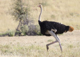 Common Ostrich (Struthio camelus)