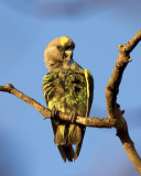 Meyers Parrot (Poicephalus meyeri)