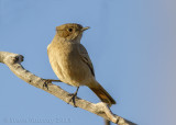 Familiar Chat (Oenanthe familiaris)