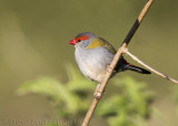 Red-browed Finch (Neochmia temporalis)