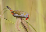 Red-browed Finch (Neochmia temporalis)