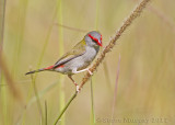 Red-browed Finch (Neochmia temporalis)