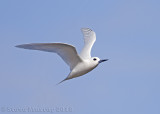 White Tern (Gygis alba candida)