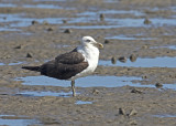 Kelp Gull (Larus dominicanus)