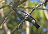 Barred Cuckooshrike ( Coracina lineata)