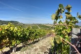 Cantina Dionigi vineyard Montefalco.jpg