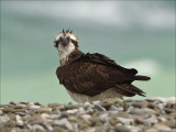Western Osprey - Visarend -   Pandion haliaetus  