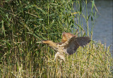 Eurasian Bittern - Roerdomp - Botaurus stellaris