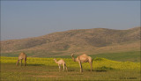 Dromedary - Dromedaris - Camelus dromedarius