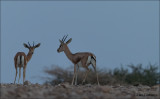 Dorcas gazelle - Gazella Dorcas 