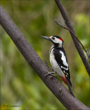 Syrian Woodpecker - Syrische Bonte Specht - Dendrocopos syriacus