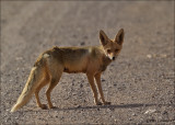 Arabian red fox - Vulpes vulpes arabica 
