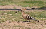 Eurasian Hoopoe - Hop - Upupa epops