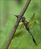 Downy Emerald - Smaragdlibel - Cordulia aenea