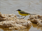 Black-headed Yellow Wagtail (hybrid form) - Balkankwikstaart hybride superciliaris,