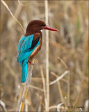 White-throated Kingfisher - Smyrna-ijsvogel - Halcyon smyrnensis