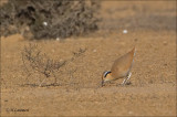 Cream-colored Courser - Renvogel - Cursorius cursor