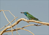  Green Bee-eater - Kleine Gr. Bijeneter - Merops orientalis