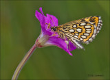 Large Chequered Skipper - Spiegeldikkopje - Heteropterus morpheus